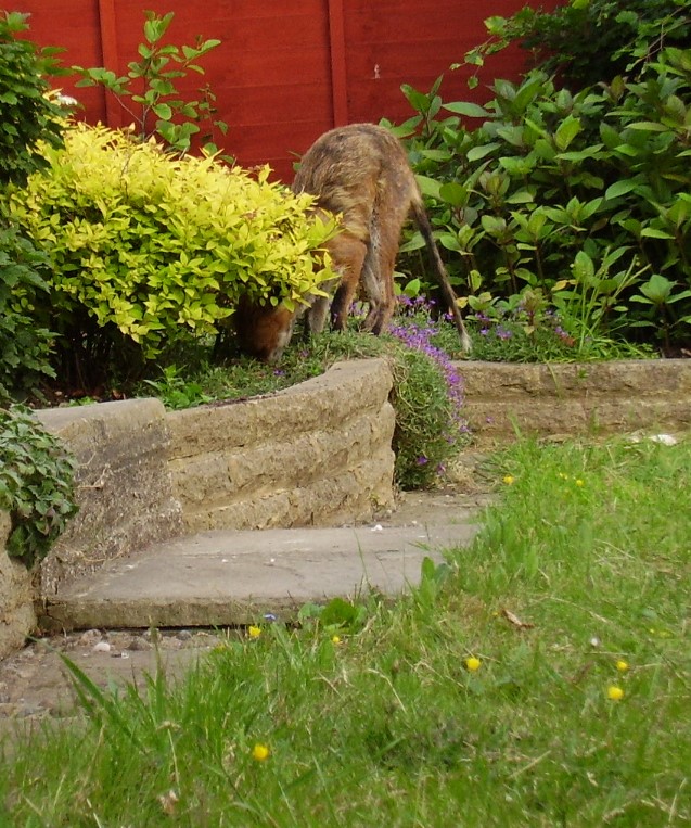 fox caching food