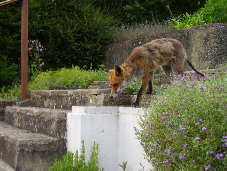 fox having spotted some food