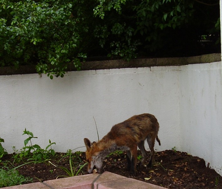 Fox picking up food