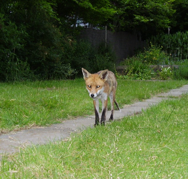 Fox on path