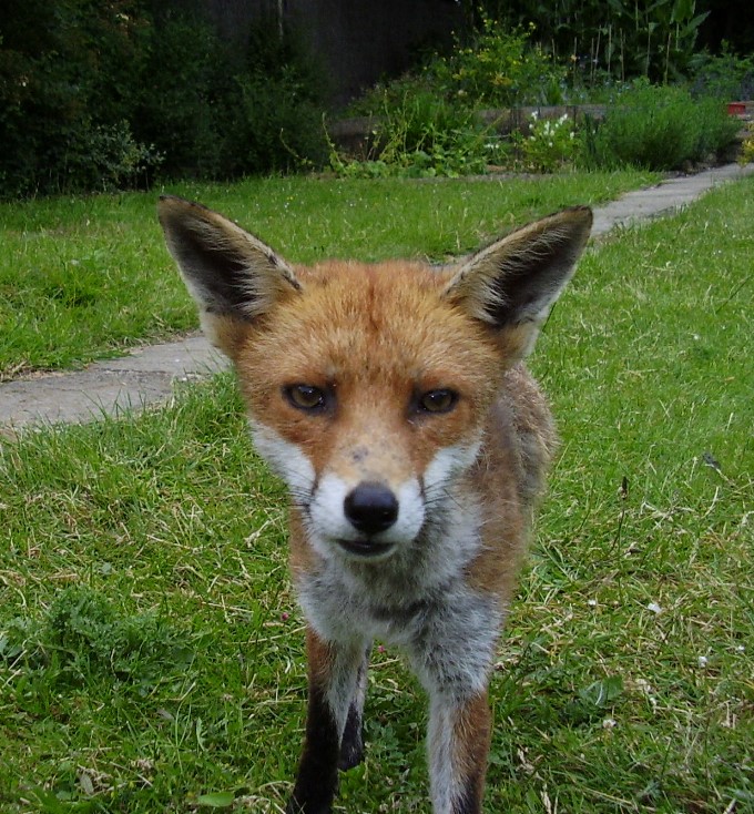 Fox super close-up