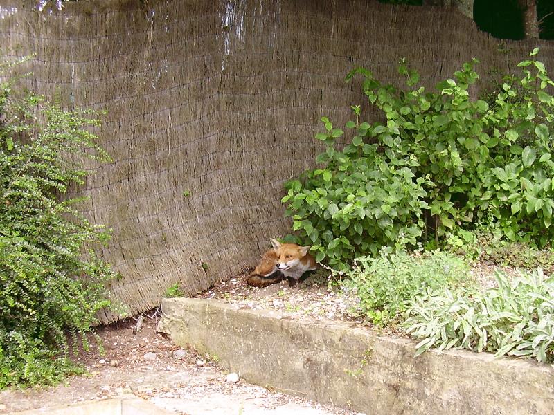 Fox resting