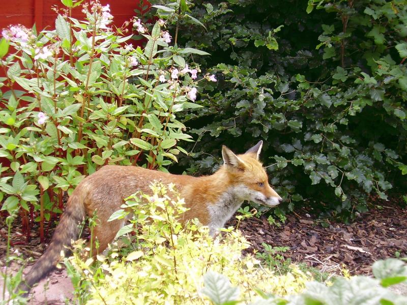 Fox looking 1