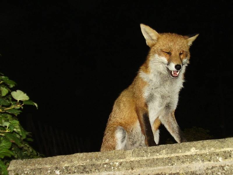 Fox at night