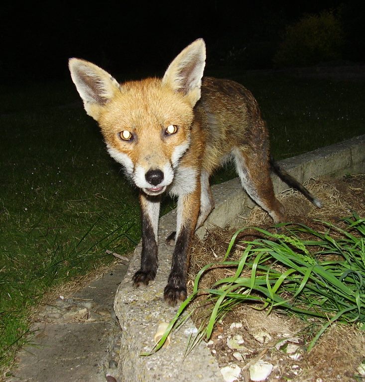 Fox close up