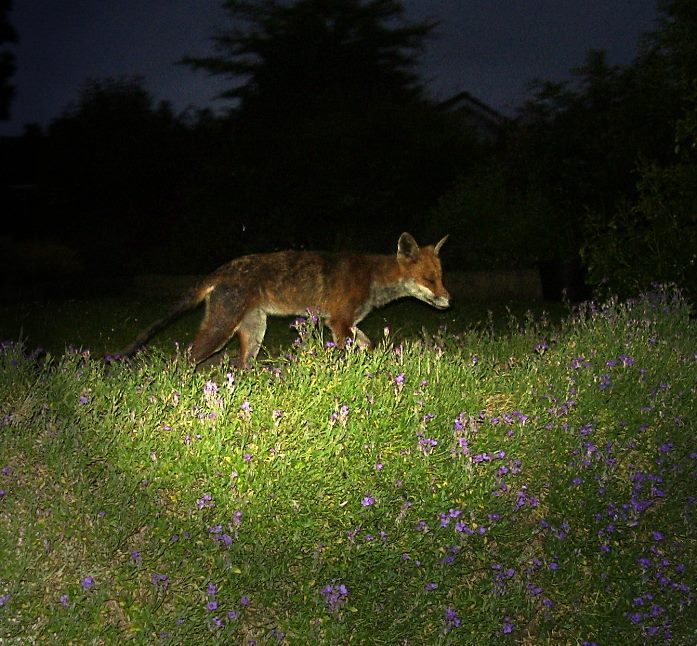 Fox stroll