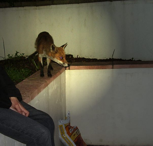 Fox on wall