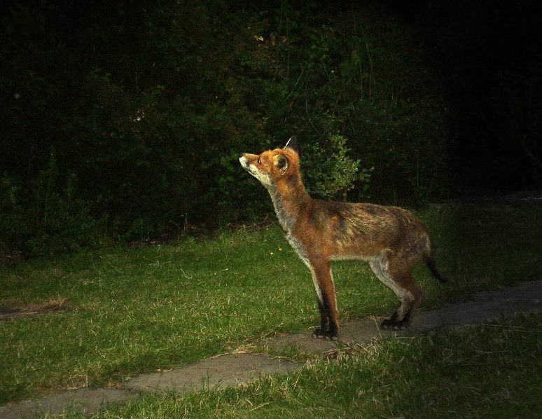 Fox at dusk 2