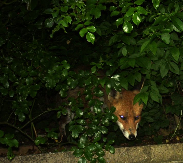 fox peeks