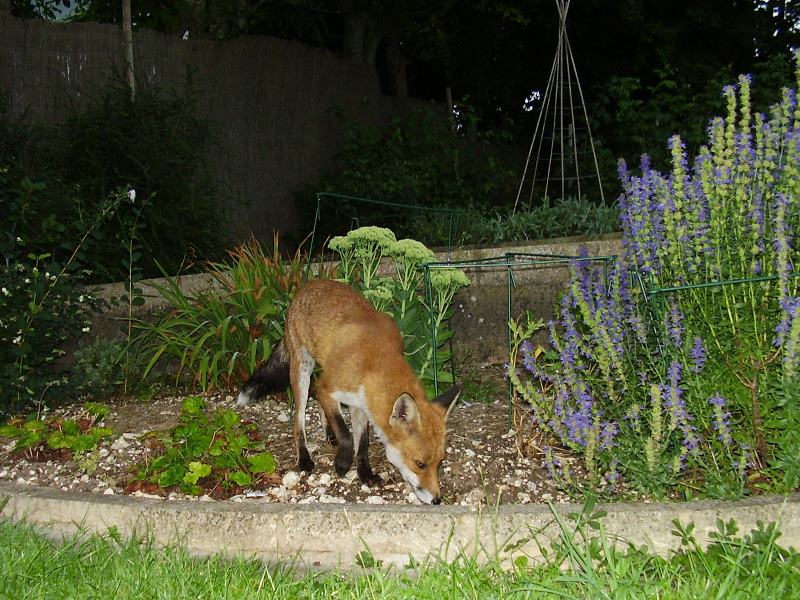 Fox in flower bed