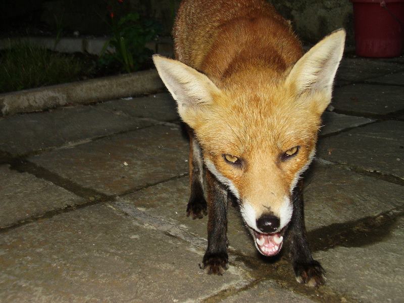 Smiling fox