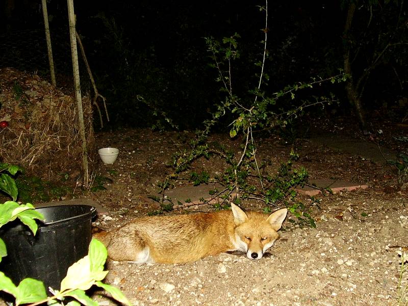 Fox resting