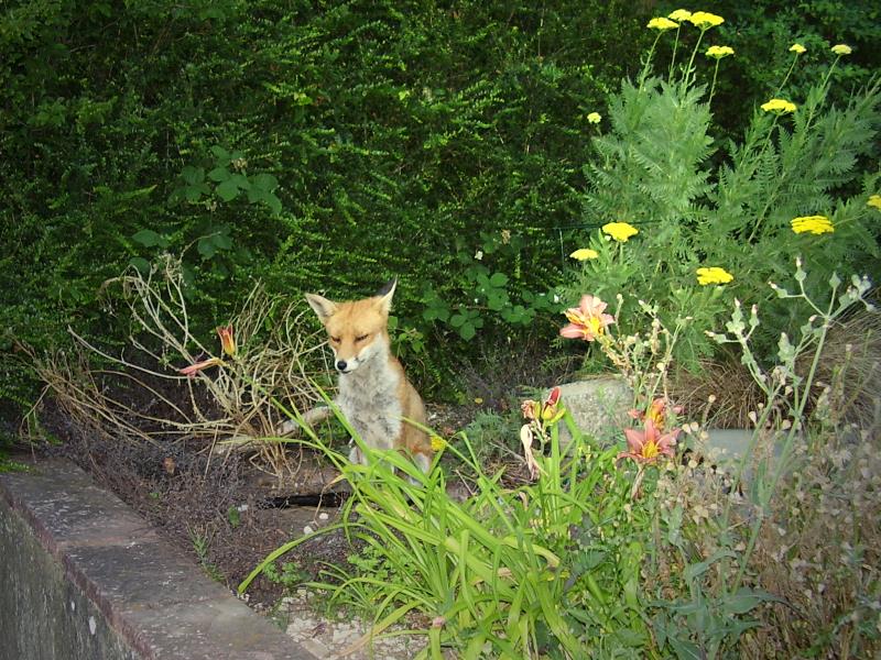 Fox sitting