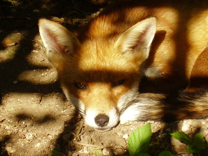 Fox in shade 2