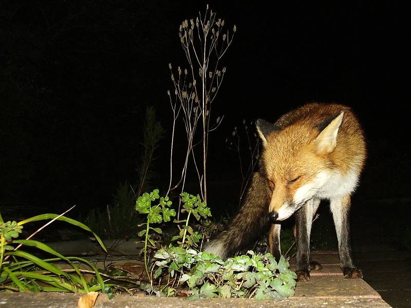 Fox on wall