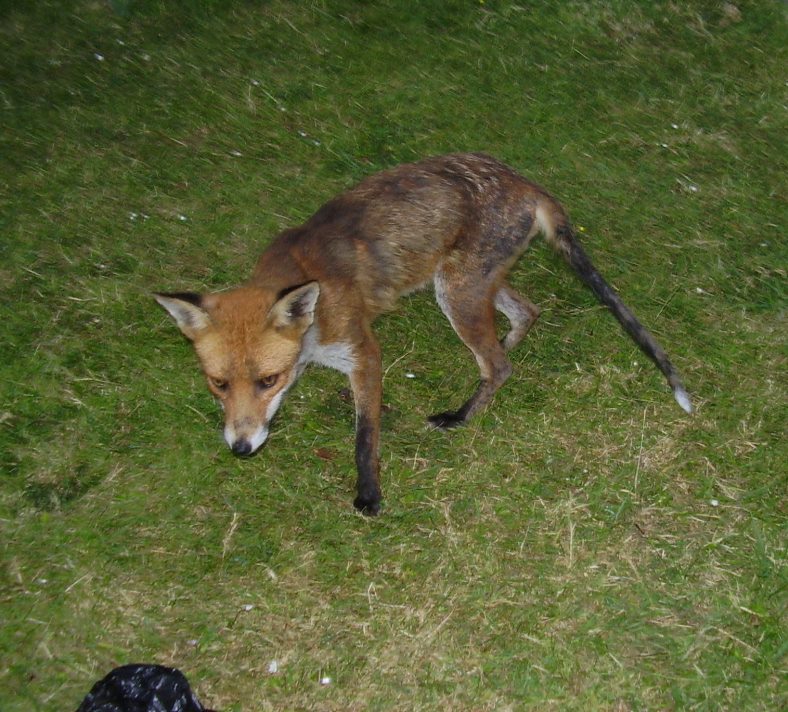 Fox bag snatch