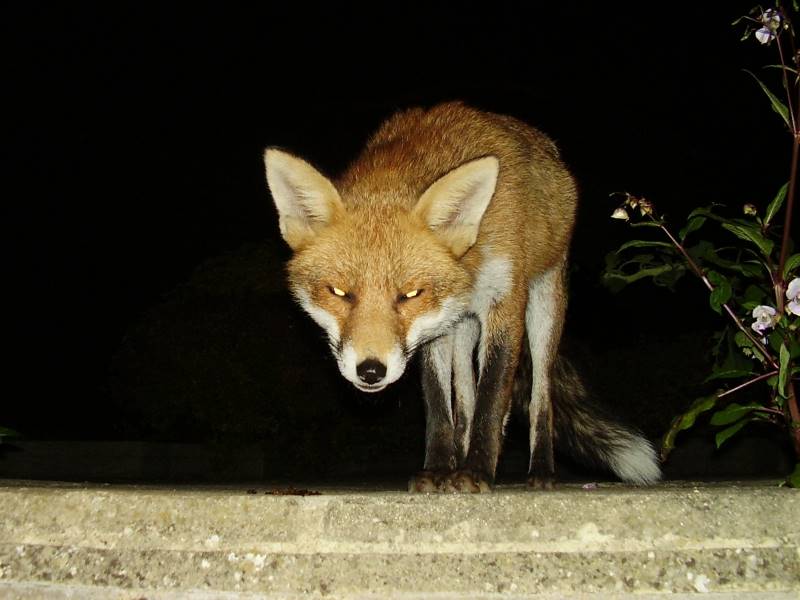 Fox at night