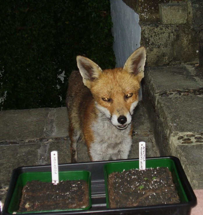 The Gardening Fox