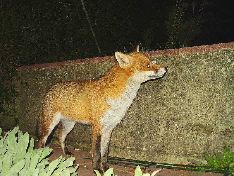 Fox by wall