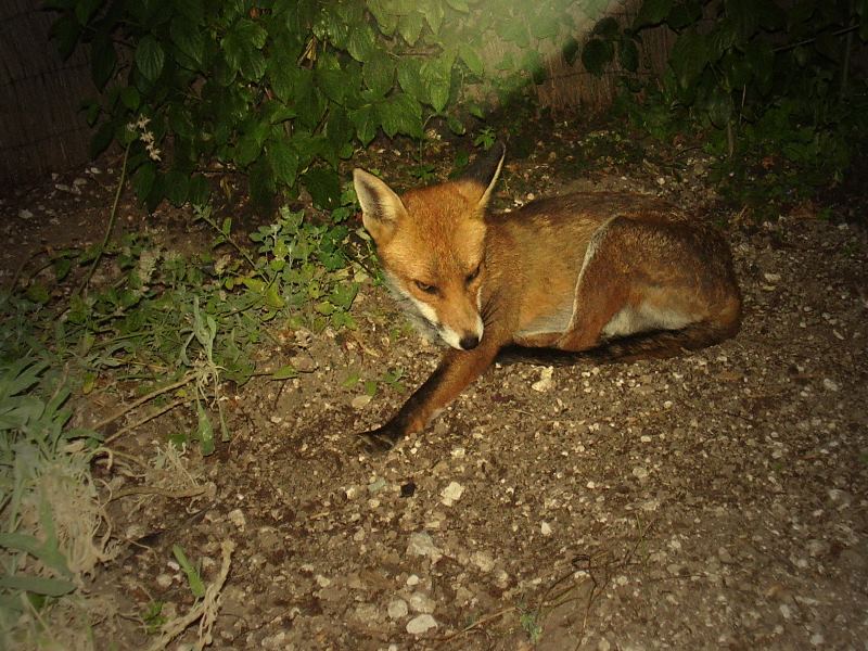 Fox relaxing 1