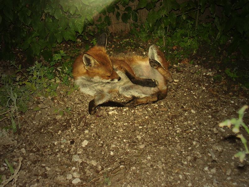 Fox relaxing 2