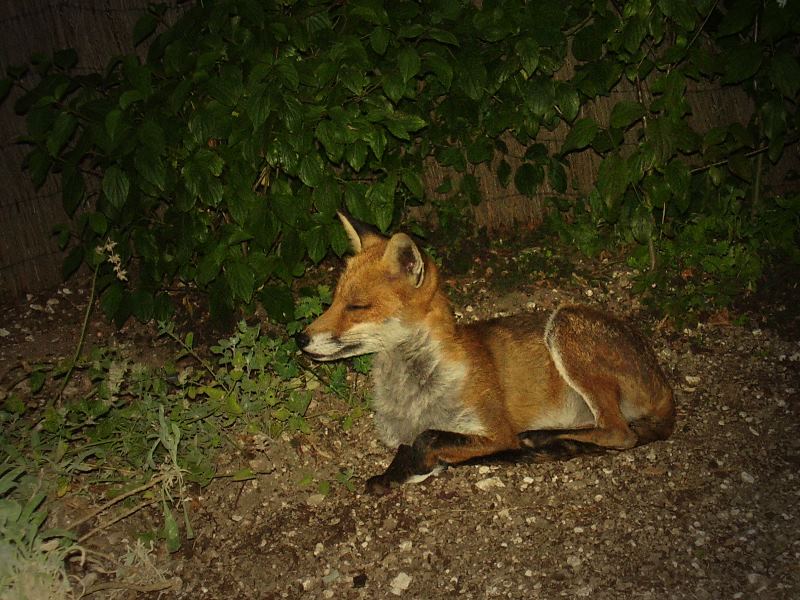 Fox relaxing 3