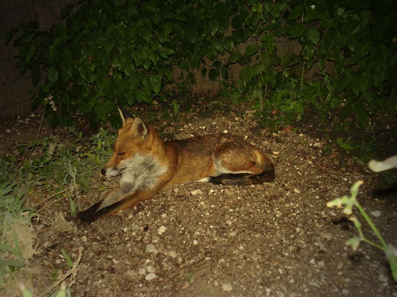 Fox relaxing 4