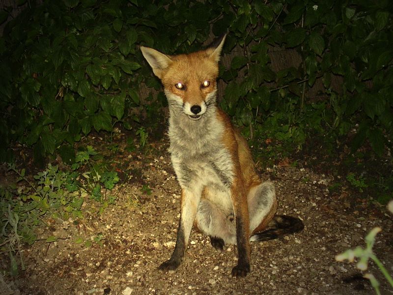Fox sitting 1