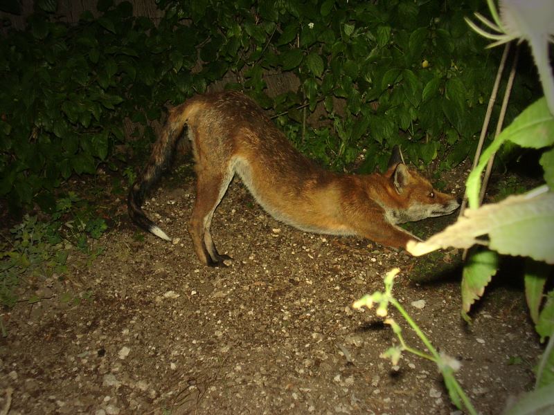 Fox stretching