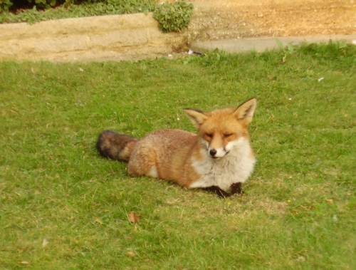 Resting fox