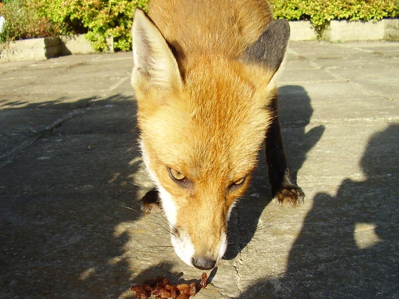 Fox eating