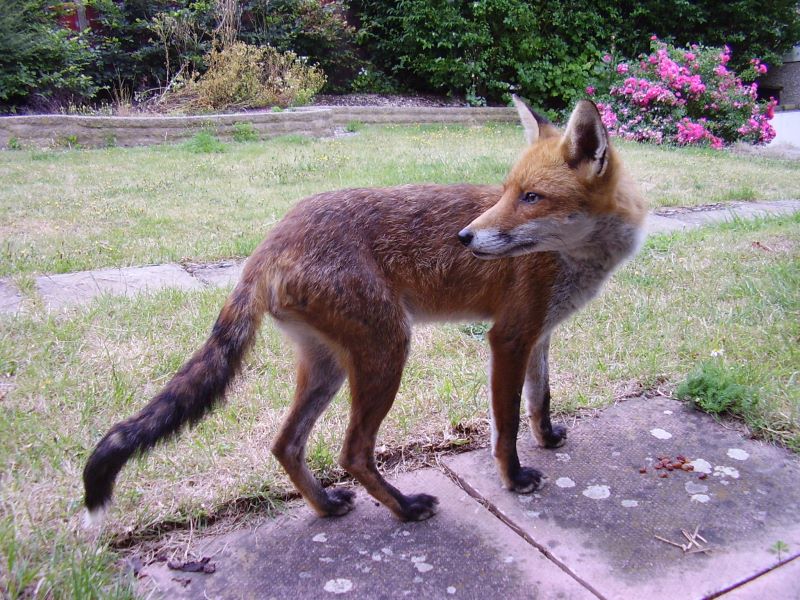 Fox looking back