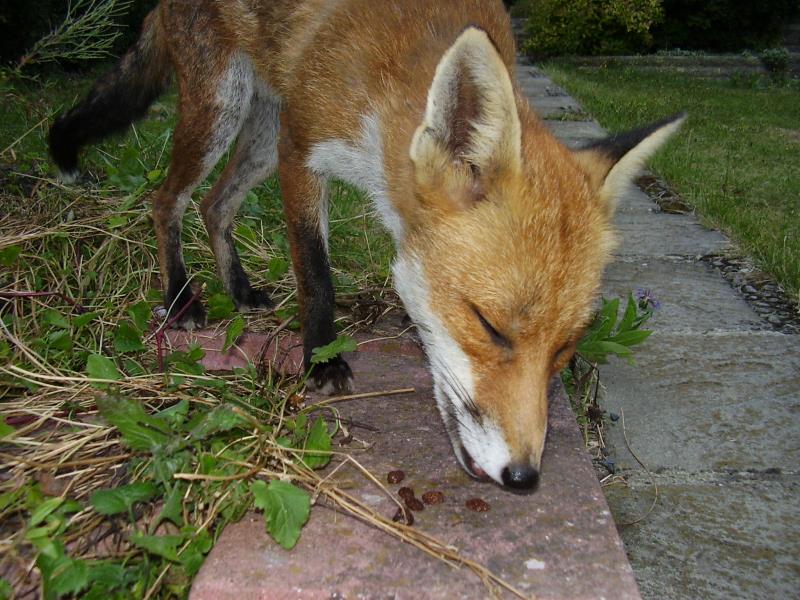 Fox and sultanas