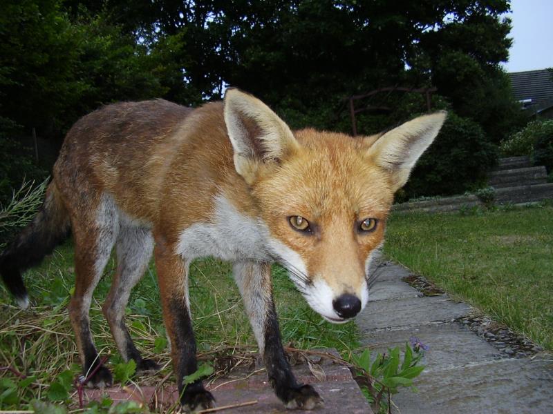 Fox close-up