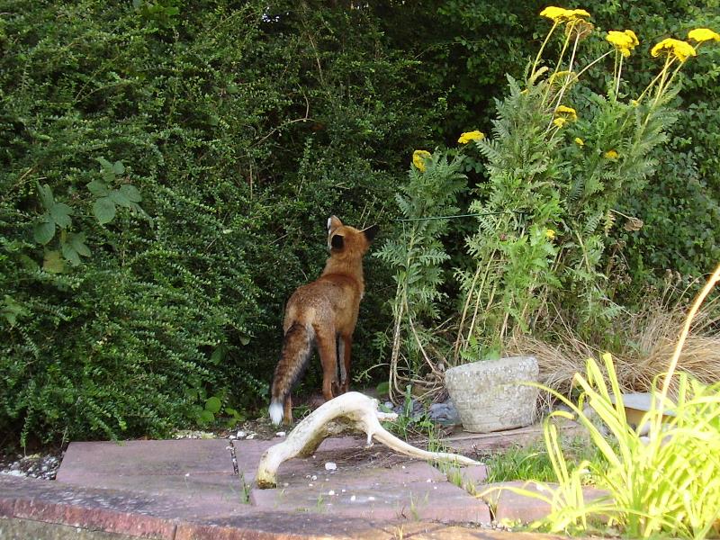 Fox looking into shrub