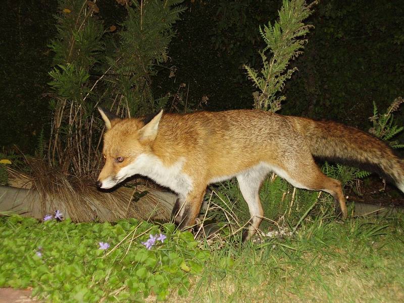 Fox by pond