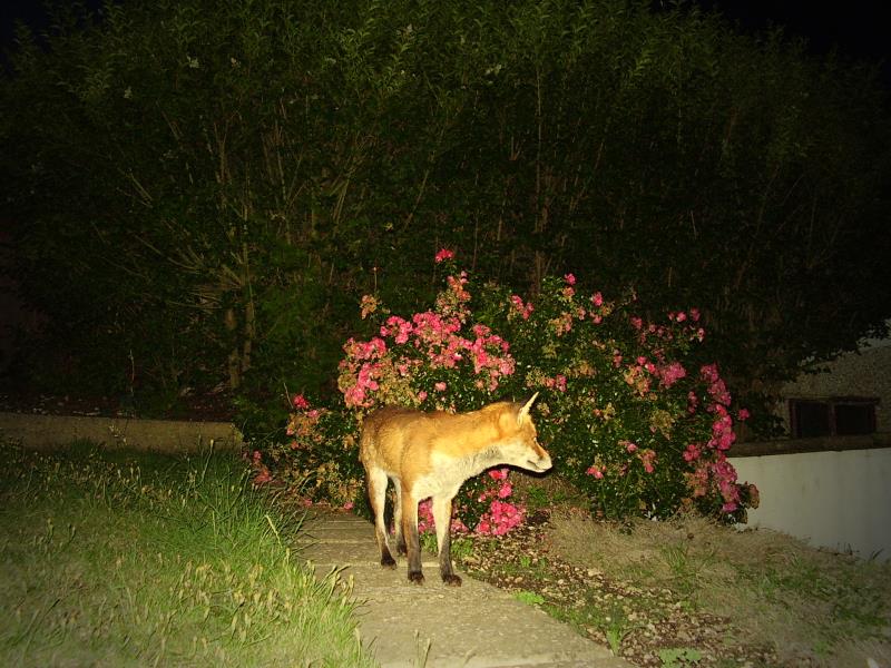 Fox at night
