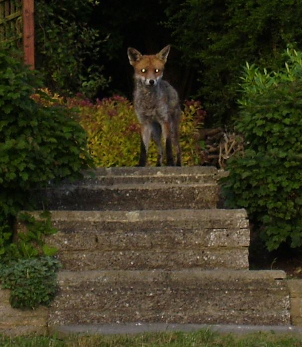 Fox on steps
