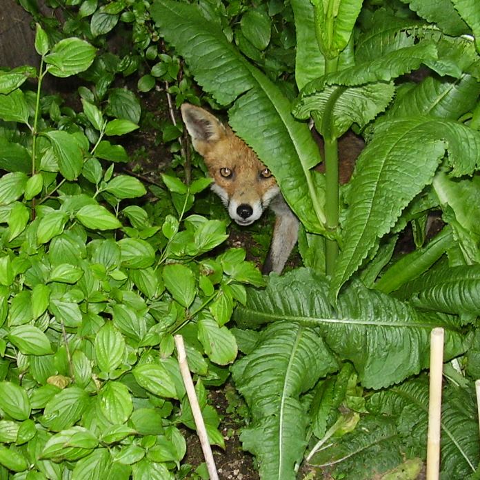 Fox peek-a-boo