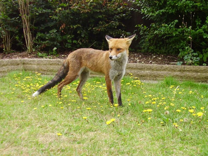 Fox on lawn