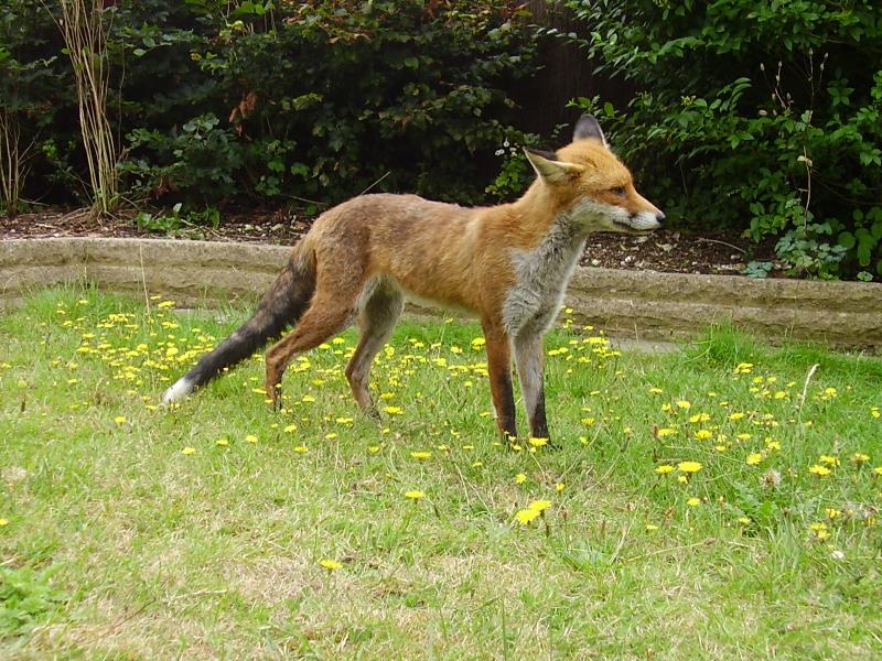 Fox on lawn 2