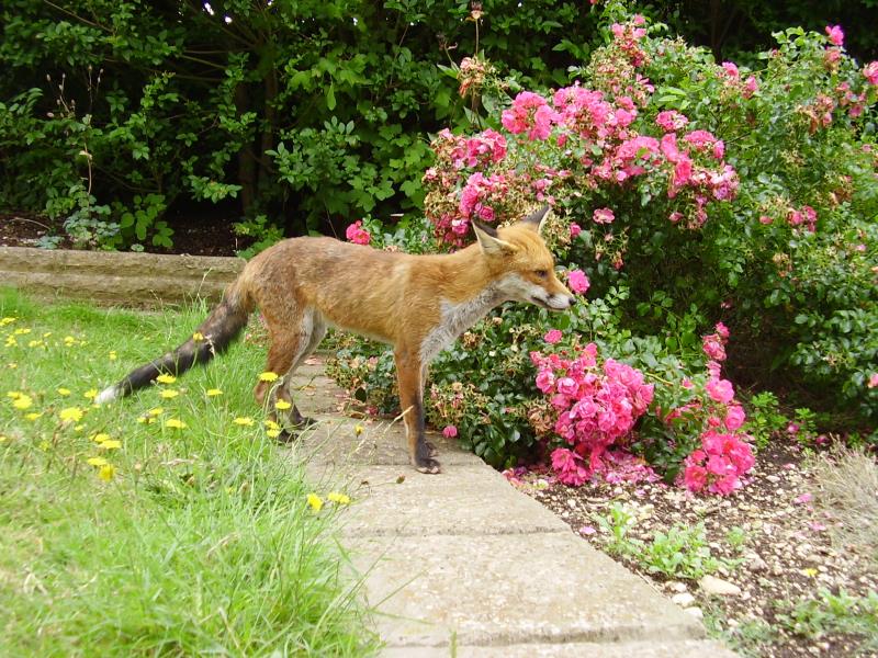 Fox and roses