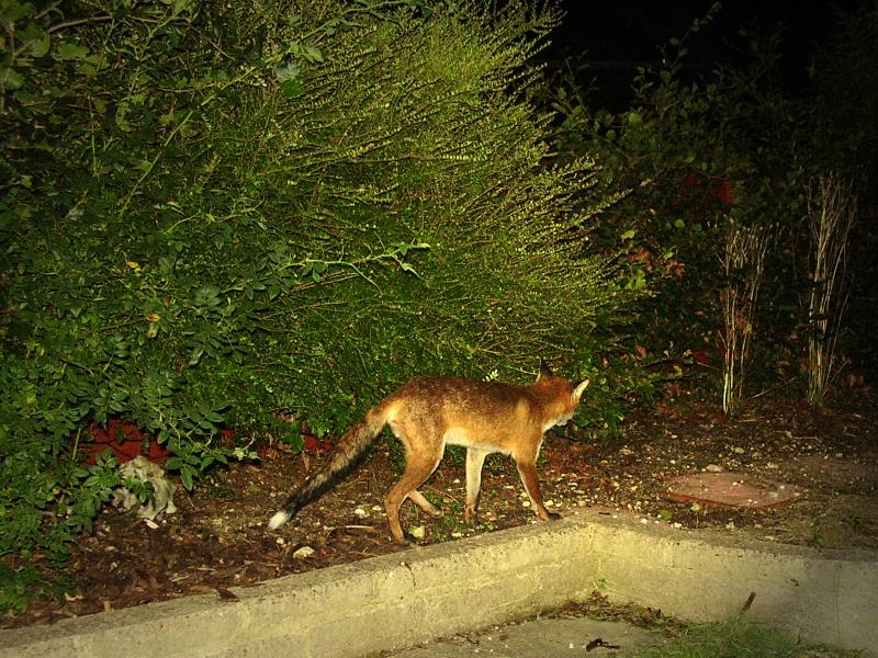 Fox at night 2