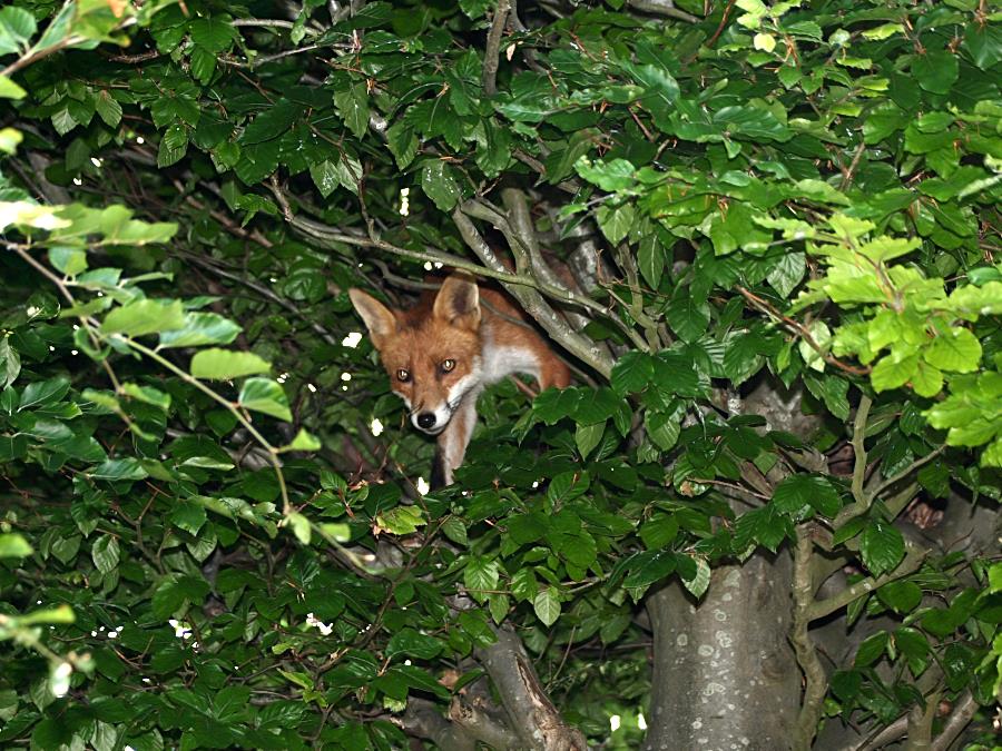 fox in tree