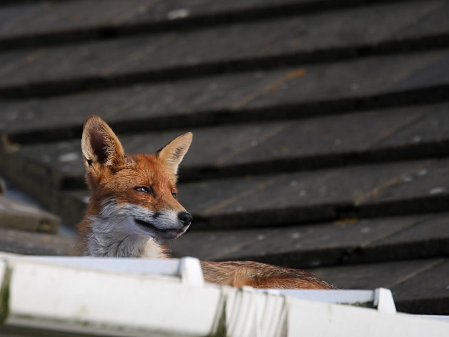 Fox Gallery May 2007/fox_roof_3105073955