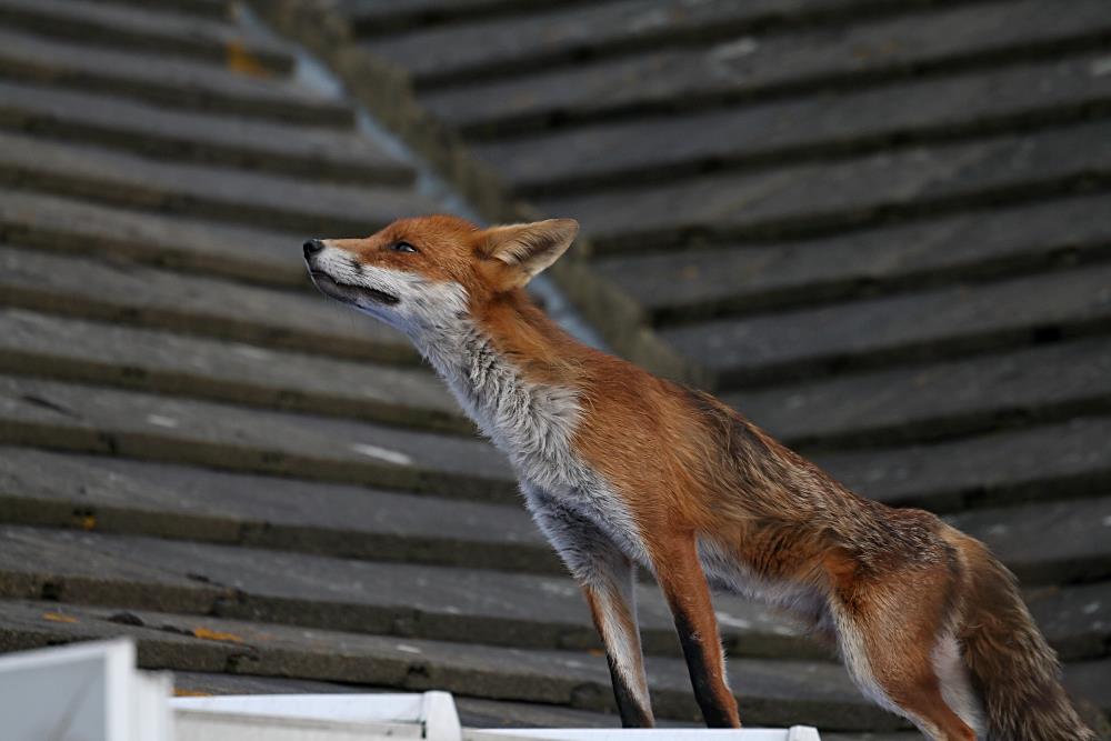 Fox Gallery May 2007/fox_roof_3105073969