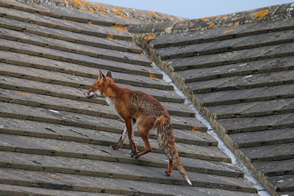 Fox Gallery May 2007/fox_roof_3105073975