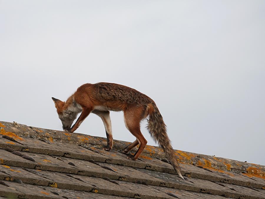 Fox Gallery May 2007/fox_roof_3105073977