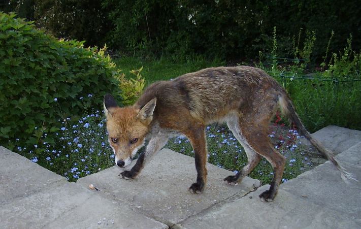 Fox close-up