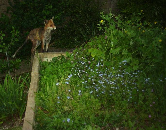 Fox at flower bed